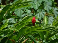 2017062230 Fern Grotto and Wailua River Boat Tour - Jun 07