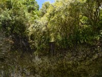 2017062231 Fern Grotto and Wailua River Boat Tour - Jun 07