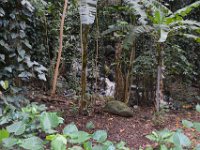 2017062248 Fern Grotto and Wailua River Boat Tour - Jun 07