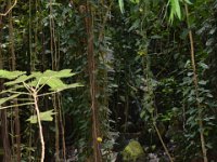 2017062250 Fern Grotto and Wailua River Boat Tour - Jun 07