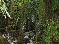 2017062252 Fern Grotto and Wailua River Boat Tour - Jun 07