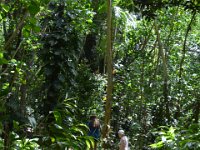 2017062255 Fern Grotto and Wailua River Boat Tour - Jun 07