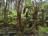 2017063090 Hawaii Tropical Botanical Garden - Big Island - Hawaii - Jun 12