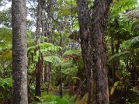 2017063091 Hawaii Tropical Botanical Garden - Big Island - Hawaii - Jun 12