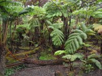 2017063092 Hawaii Tropical Botanical Garden - Big Island - Hawaii - Jun 12