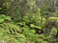 2017063098 Hawaii Tropical Botanical Garden - Big Island - Hawaii - Jun 12