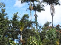 2017063101 Hawaii Tropical Botanical Garden - Big Island - Hawaii - Jun 12