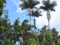 2017063102 Hawaii Tropical Botanical Garden - Big Island - Hawaii - Jun 12