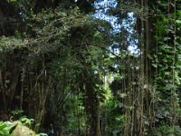 2017063114 Hawaii Tropical Botanical Garden - Big Island - Hawaii - Jun 12