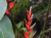 2017063115 Hawaii Tropical Botanical Garden - Big Island - Hawaii - Jun 12