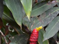 2017063116 Hawaii Tropical Botanical Garden - Big Island - Hawaii - Jun 12