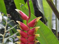 2017063119 Hawaii Tropical Botanical Garden - Big Island - Hawaii - Jun 12
