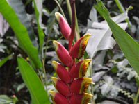 2017063120 Hawaii Tropical Botanical Garden - Big Island - Hawaii - Jun 12