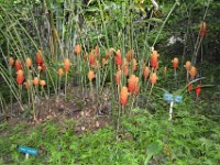 2017063121 Hawaii Tropical Botanical Garden - Big Island - Hawaii - Jun 12