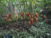 2017063122 Hawaii Tropical Botanical Garden - Big Island - Hawaii - Jun 12