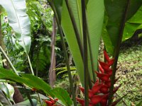 2017063124 Hawaii Tropical Botanical Garden - Big Island - Hawaii - Jun 12