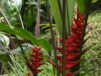 2017063125 Hawaii Tropical Botanical Garden - Big Island - Hawaii - Jun 12