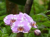 2017063126 Hawaii Tropical Botanical Garden - Big Island - Hawaii - Jun 12