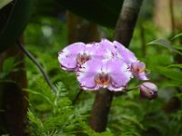 2017063127 Hawaii Tropical Botanical Garden - Big Island - Hawaii - Jun 12