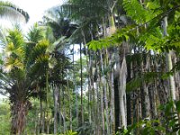 2017063128 Hawaii Tropical Botanical Garden - Big Island - Hawaii - Jun 12