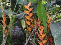 2017063129 Hawaii Tropical Botanical Garden - Big Island - Hawaii - Jun 12