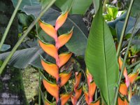 2017063130 Hawaii Tropical Botanical Garden - Big Island - Hawaii - Jun 12