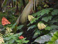 2017063131 Hawaii Tropical Botanical Garden - Big Island - Hawaii - Jun 12