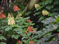 2017063132 Hawaii Tropical Botanical Garden - Big Island - Hawaii - Jun 12