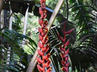 2017063133 Hawaii Tropical Botanical Garden - Big Island - Hawaii - Jun 12