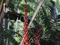 2017063134 Hawaii Tropical Botanical Garden - Big Island - Hawaii - Jun 12