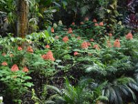 2017063135 Hawaii Tropical Botanical Garden - Big Island - Hawaii - Jun 12