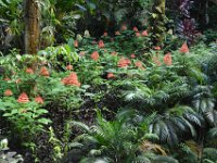 2017063136 Hawaii Tropical Botanical Garden - Big Island - Hawaii - Jun 12