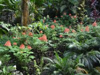 2017063137 Hawaii Tropical Botanical Garden - Big Island - Hawaii - Jun 12