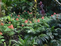 2017063138 Hawaii Tropical Botanical Garden - Big Island - Hawaii - Jun 12