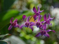 2017063139 Hawaii Tropical Botanical Garden - Big Island - Hawaii - Jun 12