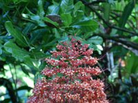 2017063143 Hawaii Tropical Botanical Garden - Big Island - Hawaii - Jun 12