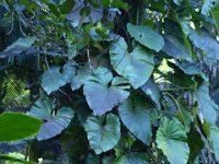 2017063145 Hawaii Tropical Botanical Garden - Big Island - Hawaii - Jun 12
