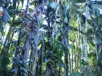 2017063146 Hawaii Tropical Botanical Garden - Big Island - Hawaii - Jun 12