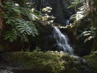 2017063151 Hawaii Tropical Botanical Garden - Big Island - Hawaii - Jun 12