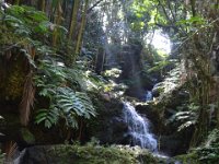2017063152 Hawaii Tropical Botanical Garden - Big Island - Hawaii - Jun 12