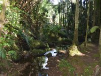 2017063155 Hawaii Tropical Botanical Garden - Big Island - Hawaii - Jun 12