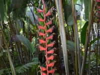 2017063158 Hawaii Tropical Botanical Garden - Big Island - Hawaii - Jun 12