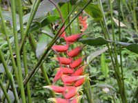 2017063159 Hawaii Tropical Botanical Garden - Big Island - Hawaii - Jun 12