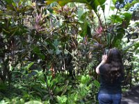 2017063160 Hawaii Tropical Botanical Garden - Big Island - Hawaii - Jun 12