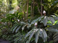 2017063161 Hawaii Tropical Botanical Garden - Big Island - Hawaii - Jun 12