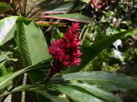 2017063162 Hawaii Tropical Botanical Garden - Big Island - Hawaii - Jun 12