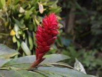 2017063163 Hawaii Tropical Botanical Garden - Big Island - Hawaii - Jun 12