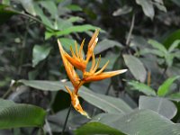 2017063166 Hawaii Tropical Botanical Garden - Big Island - Hawaii - Jun 12