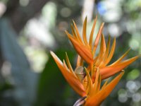 2017063167 Hawaii Tropical Botanical Garden - Big Island - Hawaii - Jun 12