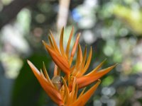 2017063168 Hawaii Tropical Botanical Garden - Big Island - Hawaii - Jun 12